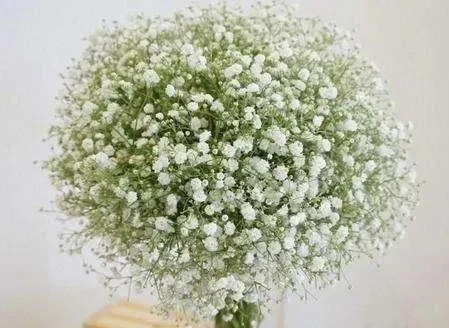 满天星的花语是什么-满天星的花语与象征